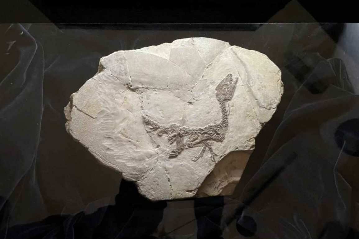 Ciro, fossile di dinosauro