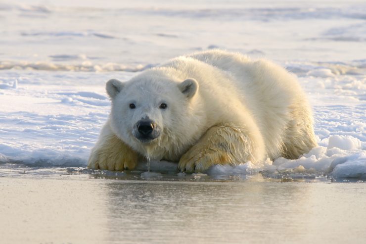Studiare l'adattamento all'acqua degli orsi polari è utile per il progresso